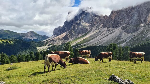 Foto pferde auf einem feld