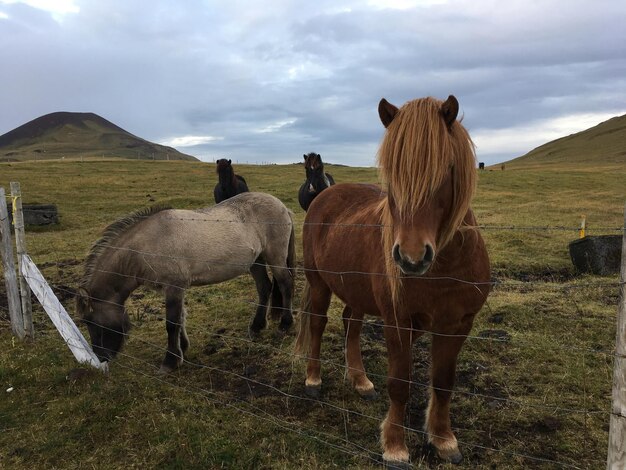 Foto pferde auf einem feld