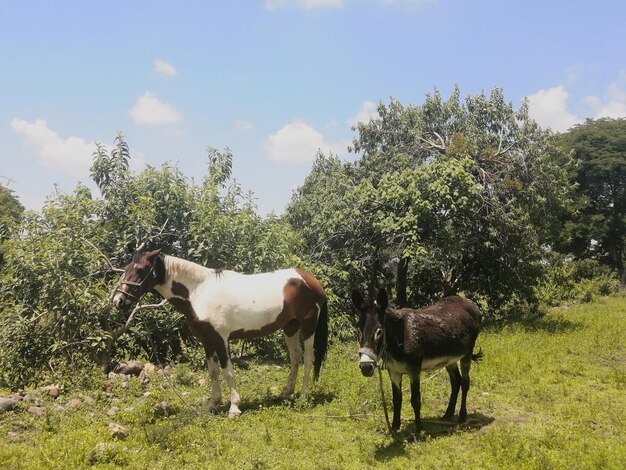 Foto pferde auf einem feld