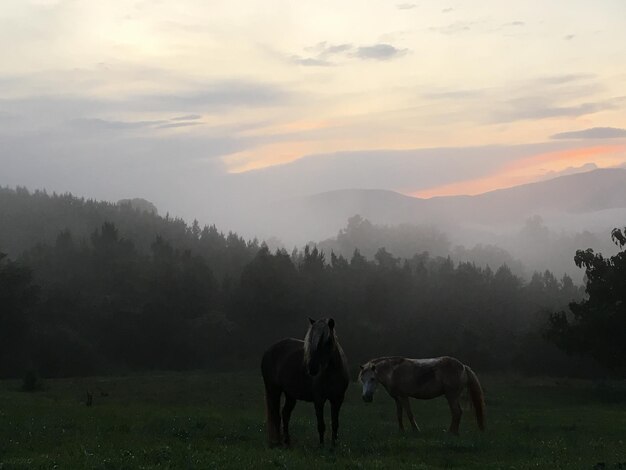 Foto pferde auf einem feld