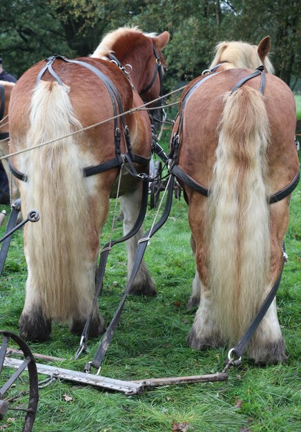 Foto pferde auf einem feld