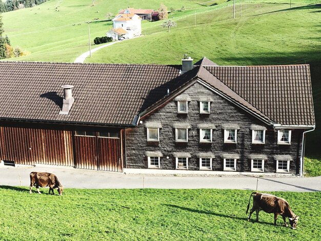 Foto pferde auf einem feld