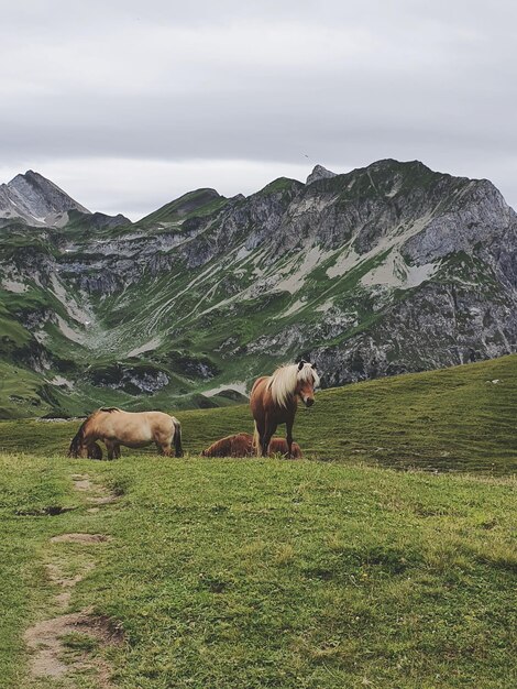 Pferde auf einem Feld