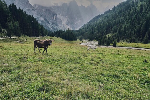 Foto pferde auf einem feld