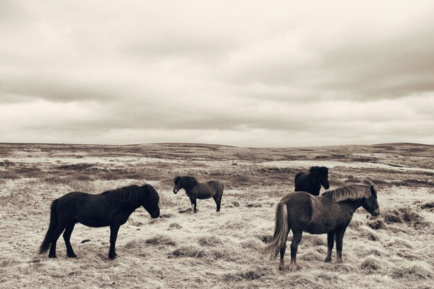 Foto pferde auf einem feld