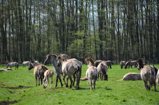 Pferde auf einem grasbewachsenen Feld an einem sonnigen Tag