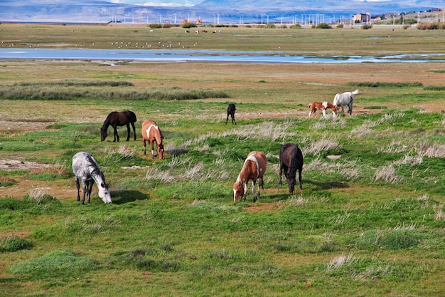 Pferde auf Lago Argentino in El Calafate, Patagonien, Argentinien