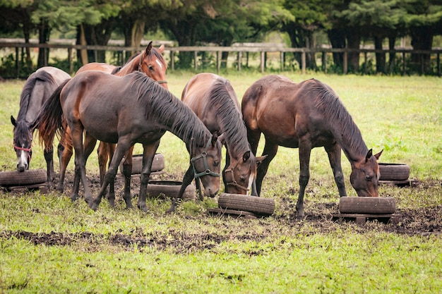 Pferde auf offener Wiese