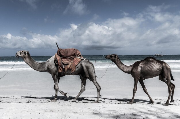 Pferde auf Sand gegen den Himmel
