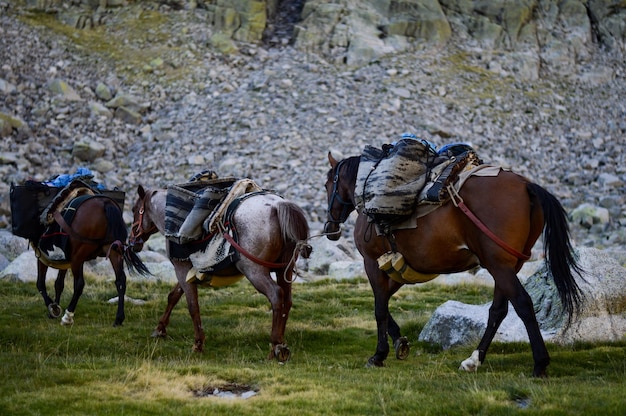 Pferde beim Wandern einpacken