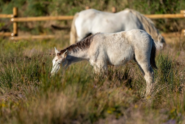 Pferde der Camargue im Naturpark der Sümpfe von Ampurdán, Girona, Katalonien, Spanien.