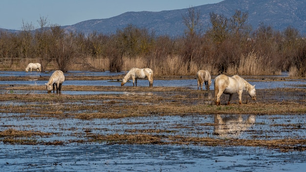 Pferde der Camargue im Naturpark der Sümpfe