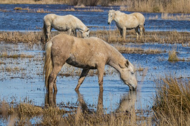 Pferde der Camargue im Naturpark o