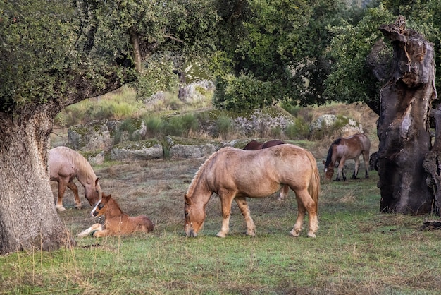 Pferde, die auf dem Feld grasen