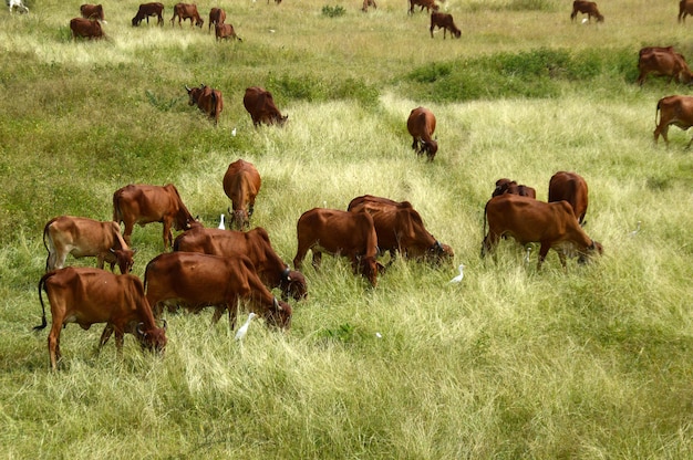 Foto pferde, die auf dem feld weiden