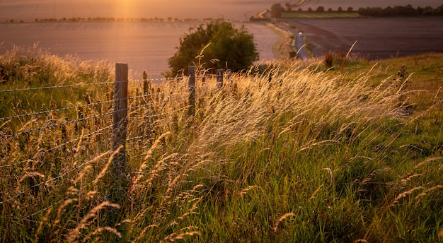 Pferde, die in einer ländlichen Landschaft unter warmem Sonnenlicht mit den blauen gelben und orange Farben weiden lassen, die Grasbäume und ausgestreckte Ansicht weiden lassen