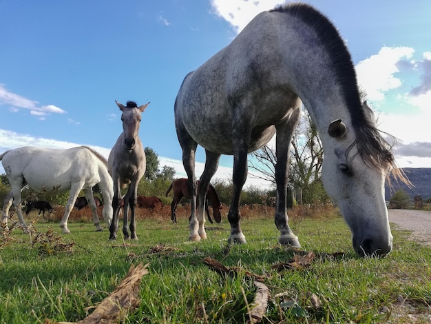 Pferde fressen und grasen auf dem Feld