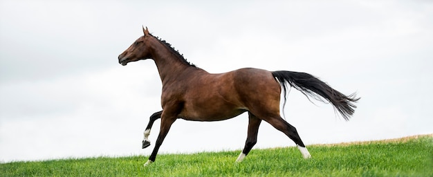 Pferde galoppieren auf einem Feld