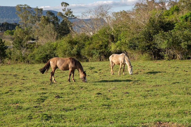 Pferde grasen am späten Nachmittag auf einem Feld