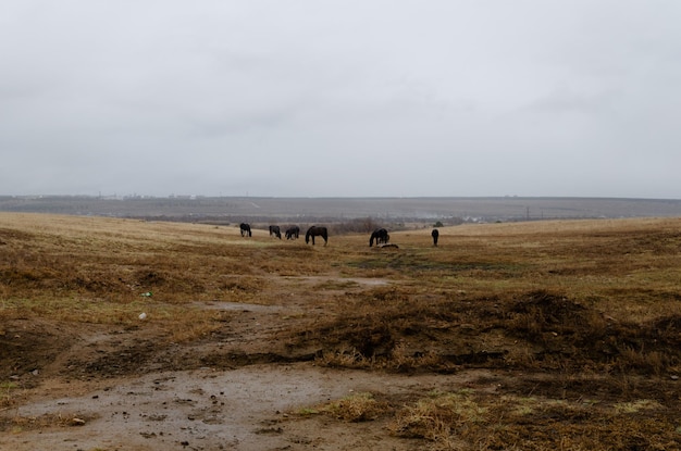 Pferde grasen auf dem Feld im Regen Bewölktes Herbstwetter