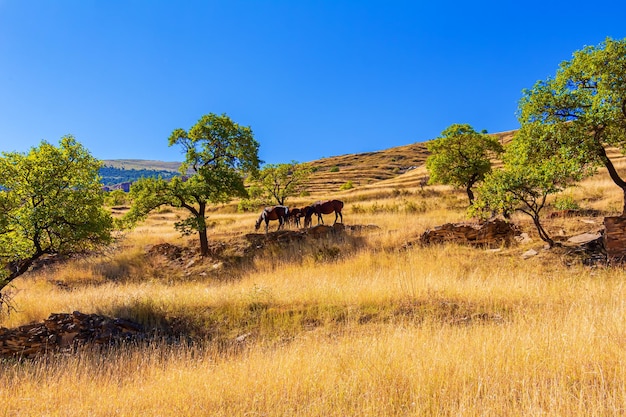 Pferde grasen auf einer Wiese Dagestan