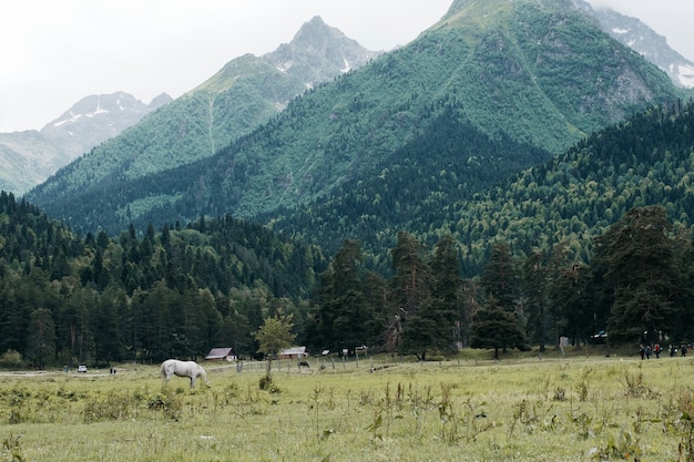 Pferde grasen auf einer Wiese vor dem Hintergrund der Berge