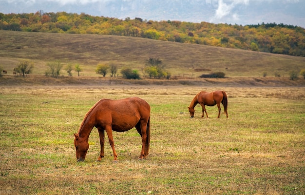 Pferde grasen im Herbst in der Nähe des Berges auf der Weide.