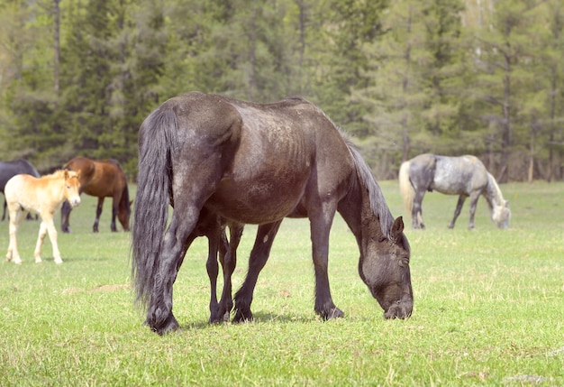 Pferde im Altai-Gebirge Haustiere mit Fohlen auf einer Frühlingsweide