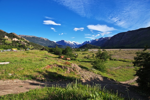 Pferde im Dorf El Chalten in Patagonien, Argentinien