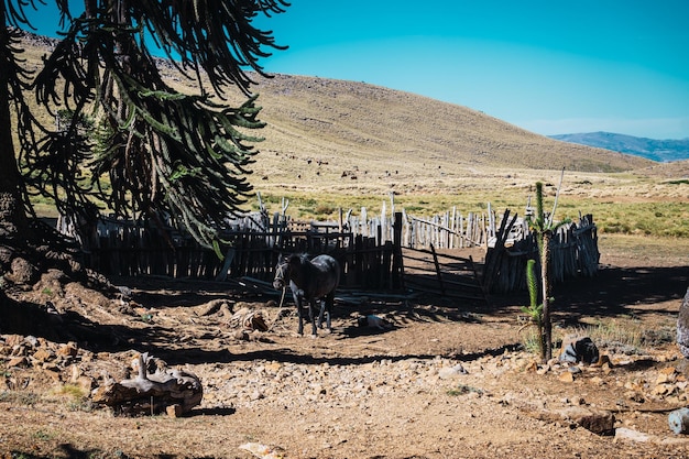 Pferde im rustikalen Holzgehege in Patagonien Argentinien