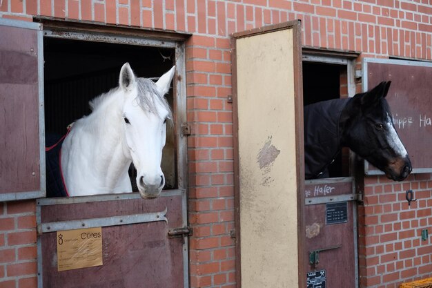 Foto pferde im stall