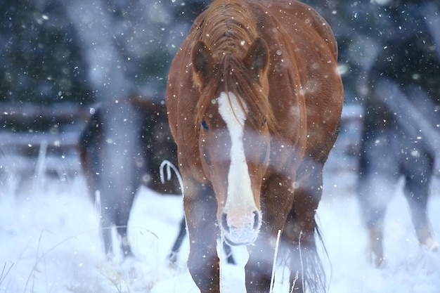 Pferde im Winterfeld Raureiflandschaft, Weihnachtsferien auf der Ranch