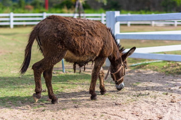 Pferde im Zoo