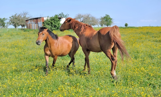 Pferde in blumenwiese