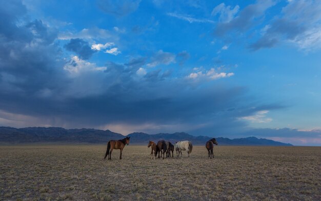 Pferde in der Steppe