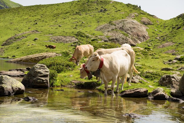 Foto pferde in einem see