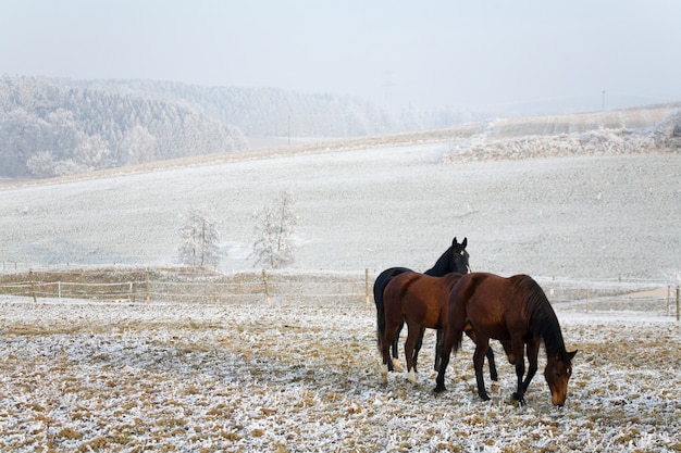 Pferde in einer Winterlandschaft