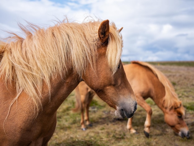 Pferde in Island Pferd und Pony am Westfjord in Island Komposition mit wilden Tieren Klassische isländische Landschaft in der Sommersaison Reisebild