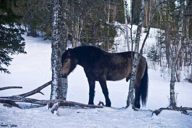 Pferde in norwegen bauernhof schnee