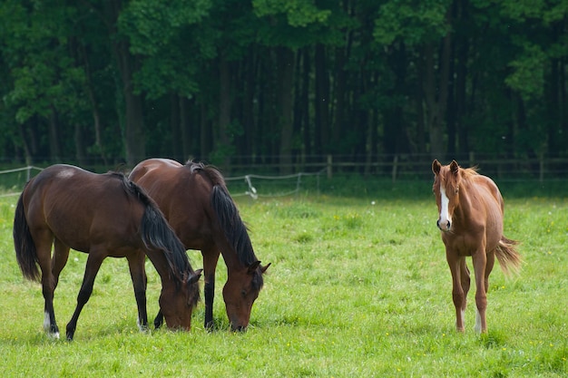 Pferde in Westfalen