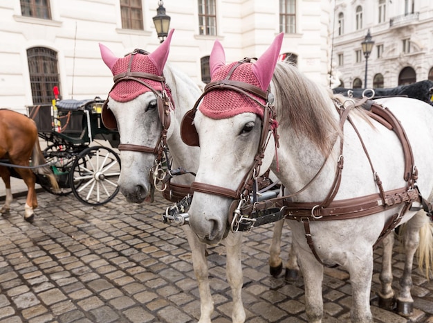 Pferde in Wien Österreich