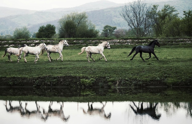 Foto pferde laufen auf dem feld