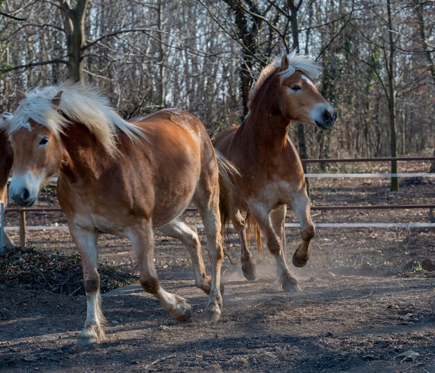 Pferde laufen frei