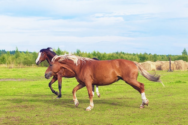 Pferde rennen im Galopp auf der Weide