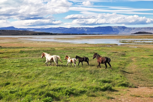 Pferde schließen Lago Argentino in El Calafate Patagonia Argentina