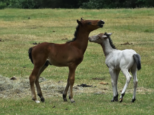 Pferde stehen auf dem Feld