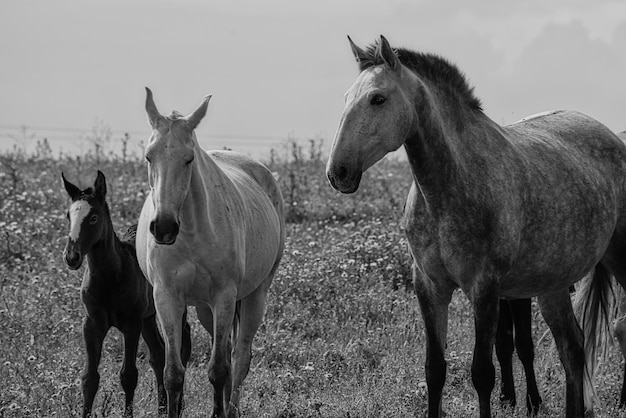 Pferde stehen auf der Ranch