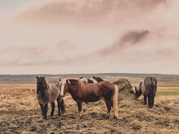 Foto pferde stehen auf einem feld