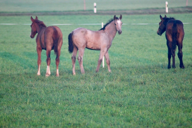 Foto pferde stehen auf einem feld