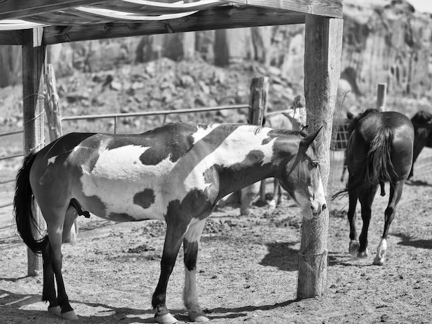 Pferde stehen auf einer Ranch